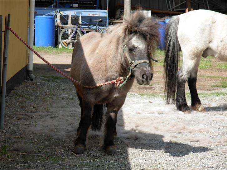 Shetlænder Christian - Ponker *fnis* billede 9