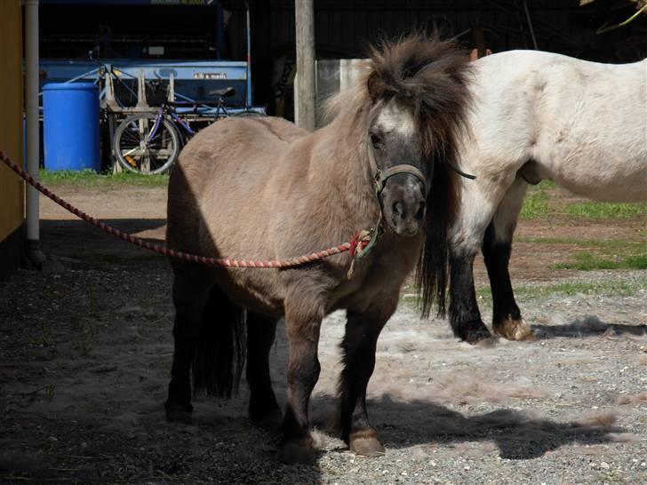 Shetlænder Christian - Ponker *lol* billede 10