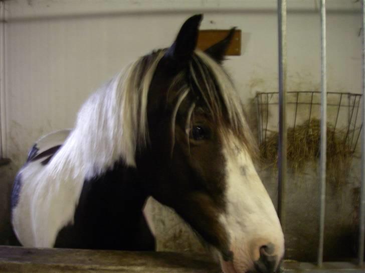 Pinto Hannibal (tidl. lånepony) - Smukke Hannibal i boks billede 13