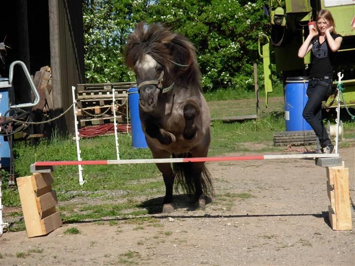 Shetlænder Christian - Spring igen! billede 14