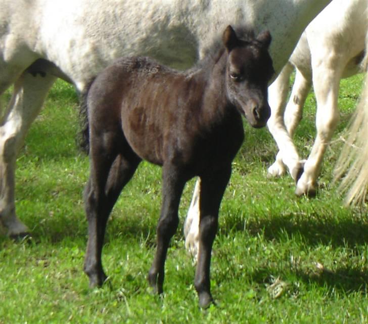 Anden særlig race Ariel (Solgt) billede 2