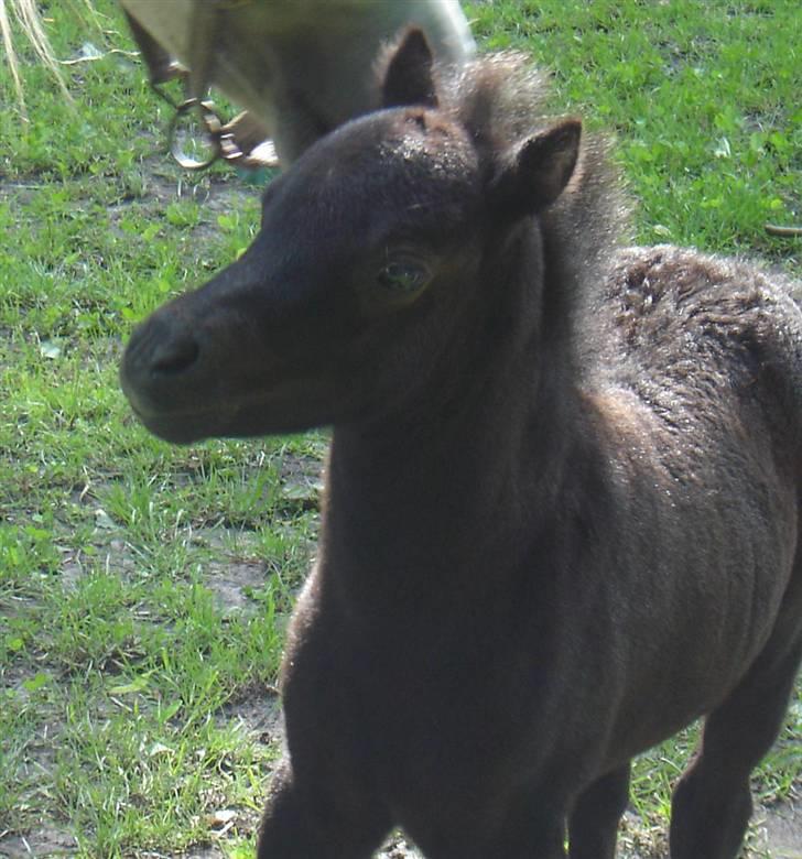 Anden særlig race Ariel (Solgt) billede 3