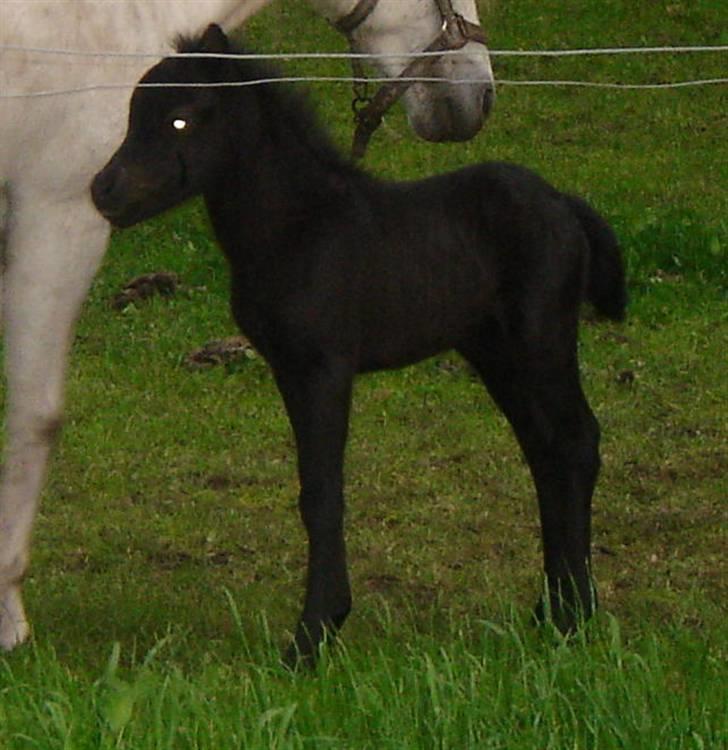 Anden særlig race Ariel (Solgt) billede 6