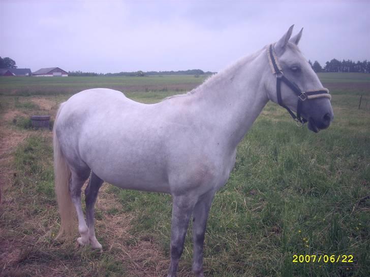 Lipizzaner Lipi/ Solgt billede 6