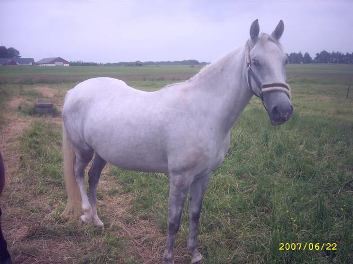 Lipizzaner Lipi/ Solgt billede 7