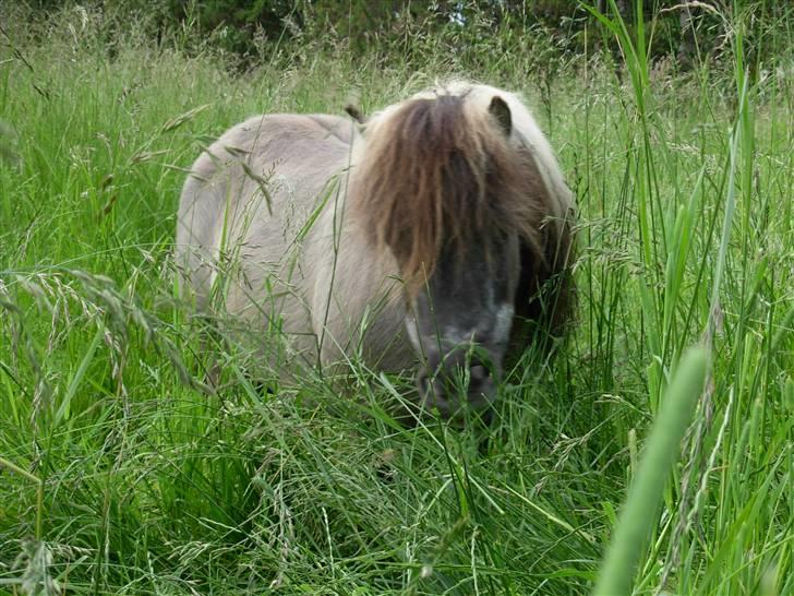 Shetlænder Christian - Gemme i græsset :P  billede 15