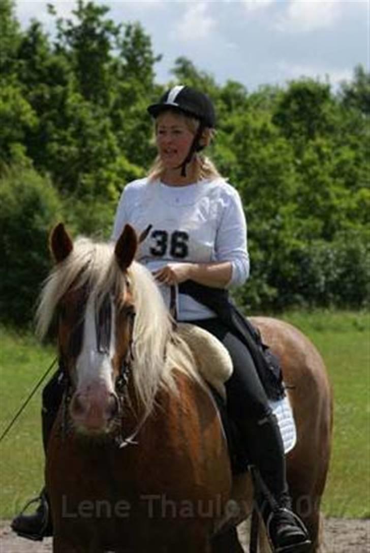 Irish Cob Postman Pat (Paddy) - Hedelandsridtet 230607 billede 13