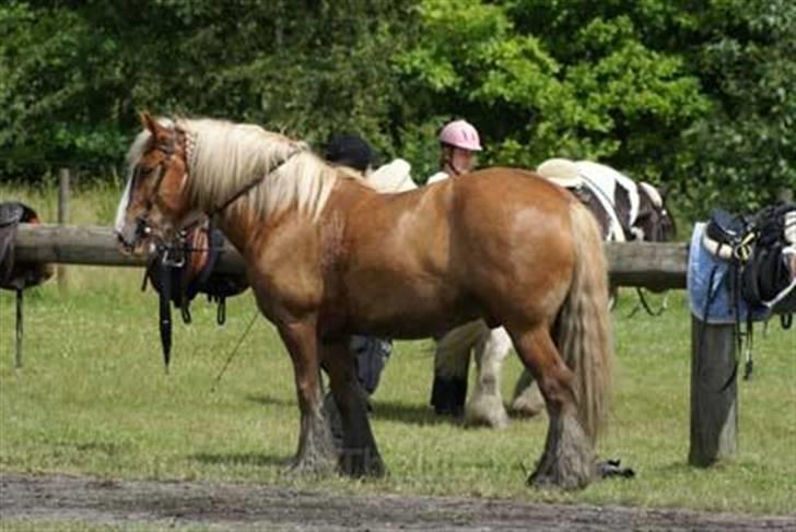 Irish Cob Postman Pat (Paddy) - Hedelandsridtet 230607 billede 14
