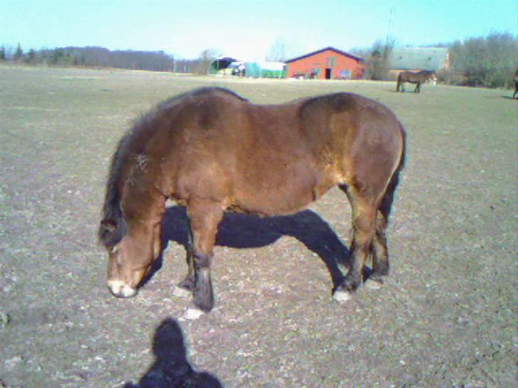 Gotlandsruss Cita *Nysted efterskole* - Dejlig billed af en dejlig pony. ! <33 Supergodt taget, så man ser hende som den tykke hun er. :p billede 5