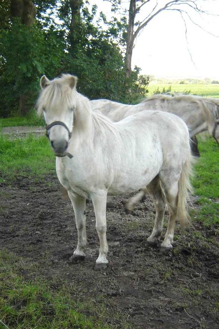 Anden særlig race Sasja R.I.P. billede 6