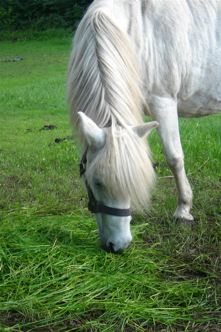 Anden særlig race Sasja R.I.P. billede 7