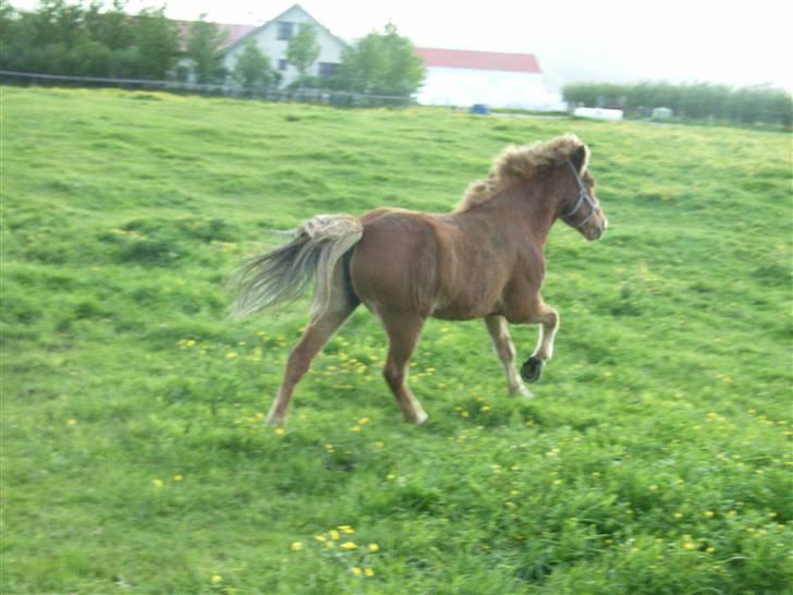 Islænder Stjarni fra Ólafssvöllum - Holdt ham lige for at faa et billede, da resten af flokken löb sagde jeg vil meeeeed^^ Nanna Fotograf billede 20