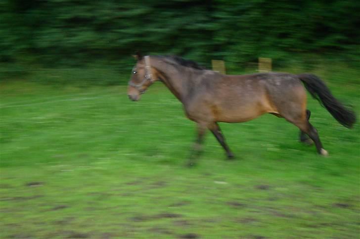 Anden særlig race unik billede 12