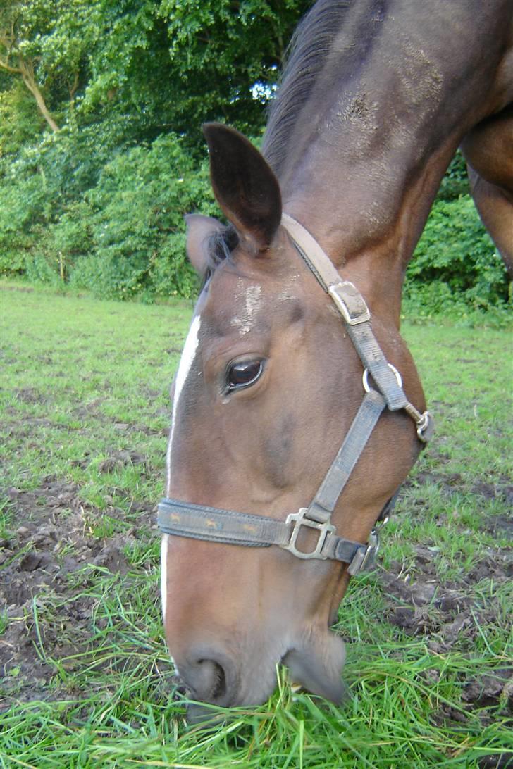 Anden særlig race unik billede 13