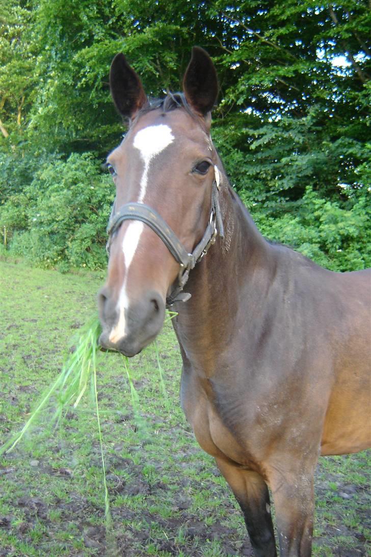 Anden særlig race unik billede 14