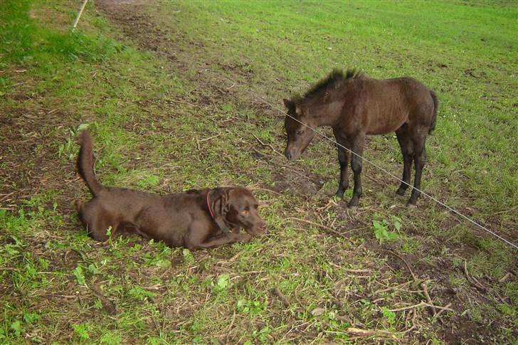 Anden særlig race Ariel (Solgt) billede 8