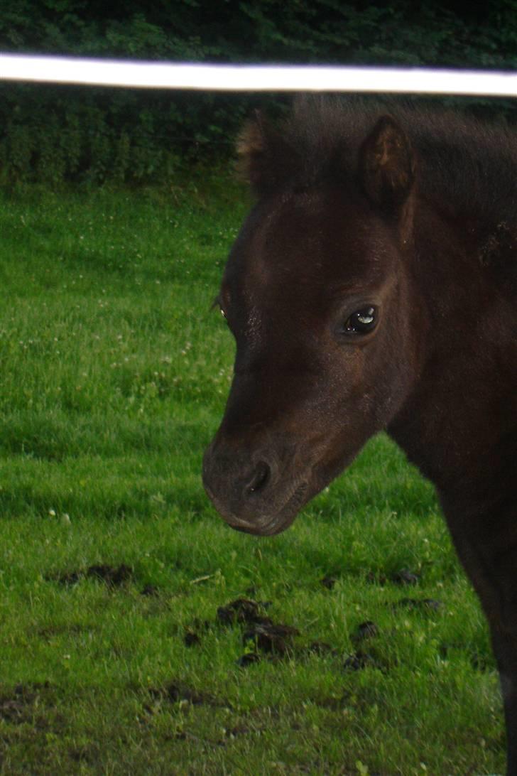 Anden særlig race Ariel (Solgt) billede 9