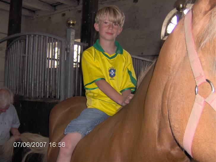 Haflinger Ulva       *RIP* - Carl Emil sidder godt.... billede 11
