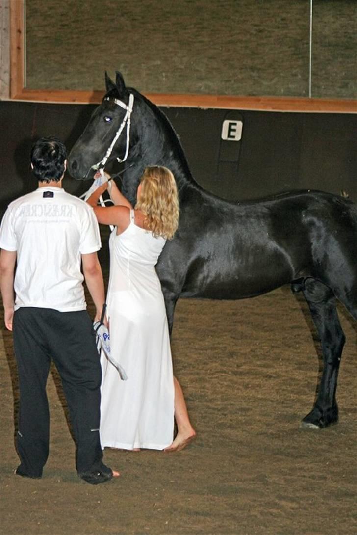 Frieser Thalion Brødsgaard  - Thalion og hans ejer Maria lavede show på frieserhestens dag i Norge. Her er Thalion 1 år og 2 dage. billede 14