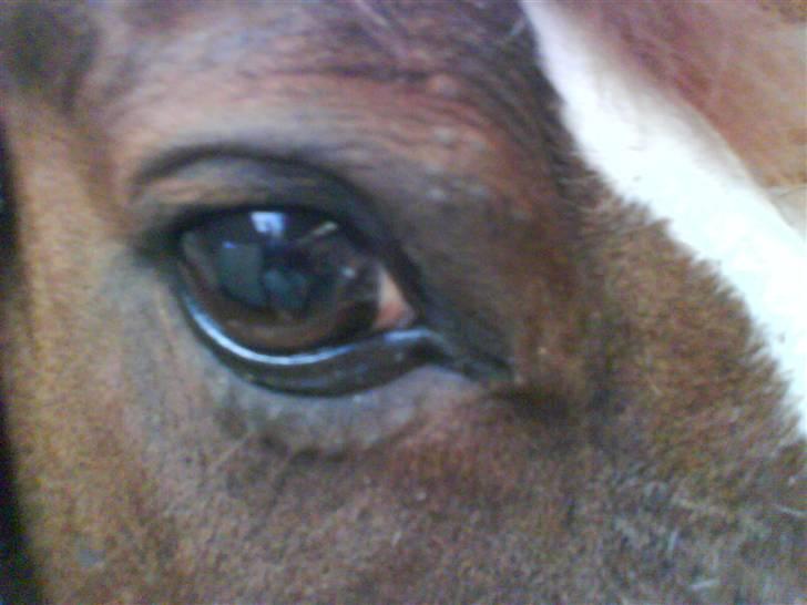 Hollandsk Sportspony Zimba Solgt - Mit smukke øje "Undskyld kavaliteten det er taget med mobilen " billede 5