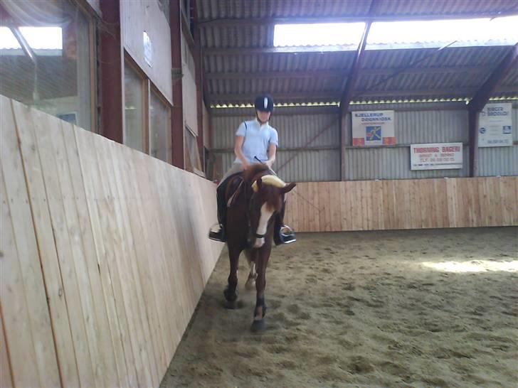 Hollandsk Sportspony Zimba Solgt - Lidt dressur til hverdag "Undskyld kavaliteten det er taget med mobilen " "Undskyld kavaliteten det er taget med mobilen " billede 7