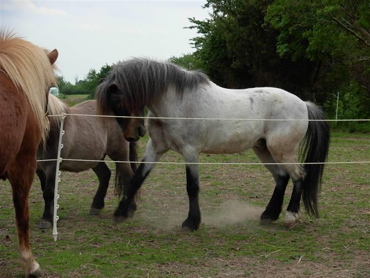 Anden særlig race Klavs *DØD D. 30/-08* RIP - Vallakken der tror han er hingst (: billede 1