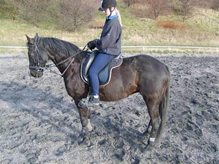 Traver Zeb Trotting  - Igen over på vindinge . billede 4