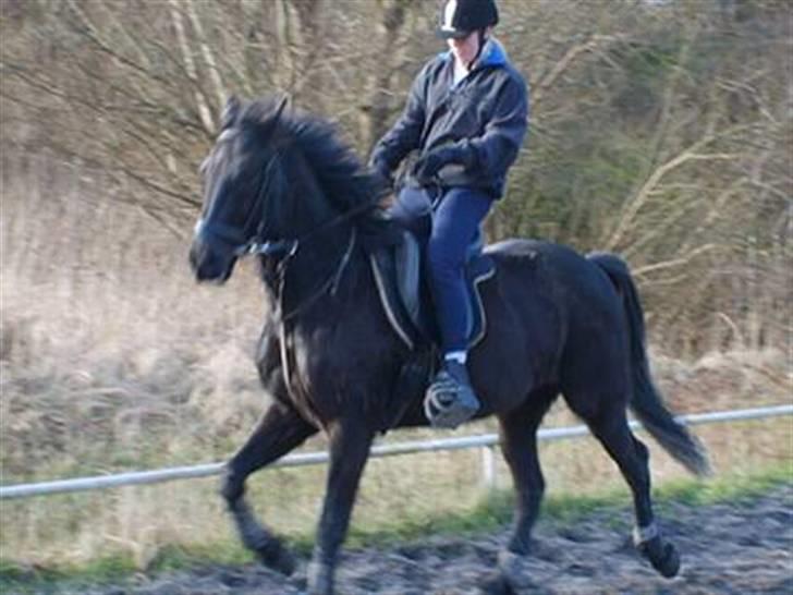 Traver Zeb Trotting  billede 6