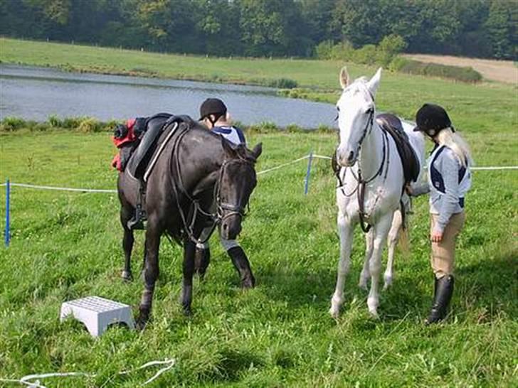 Traver Zeb Trotting  billede 7