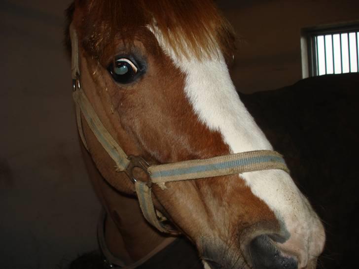 Welsh Cob (sec D) Brynithon Brenhinol Magic - Brynithon Brenhinol Magic 8D. billede 5