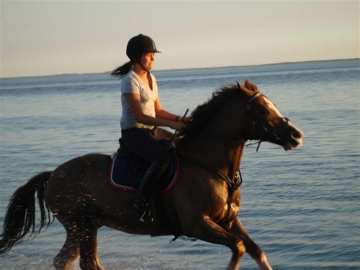 Welsh Cob (sec D) Brynithon Brenhinol Magic - magic & jeg på stranden. jeg ser lidt sjov ud der d: billede 6