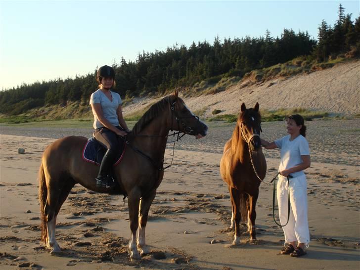 Welsh Cob (sec D) Brynithon Brenhinol Magic - magic, jeg, min mor & pedro<3. billede 7