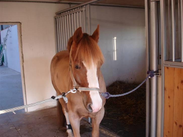 Welsh Cob (sec D) Brynithon Brenhinol Magic - en klippet  magic (; billede 9