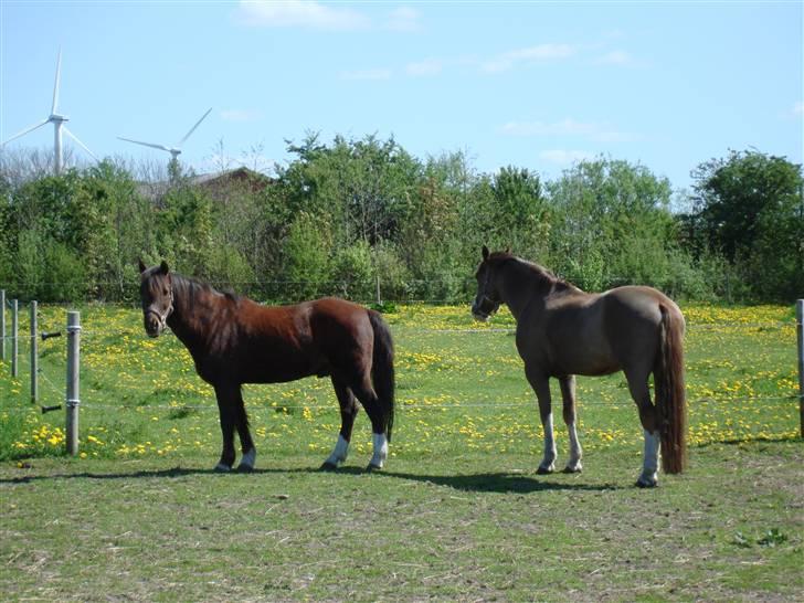 Welsh Cob (sec D) Brynithon Brenhinol Magic - Pedro og magic (: billede 11