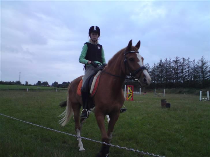 Anden særlig race Shadow "solgt" billede 2