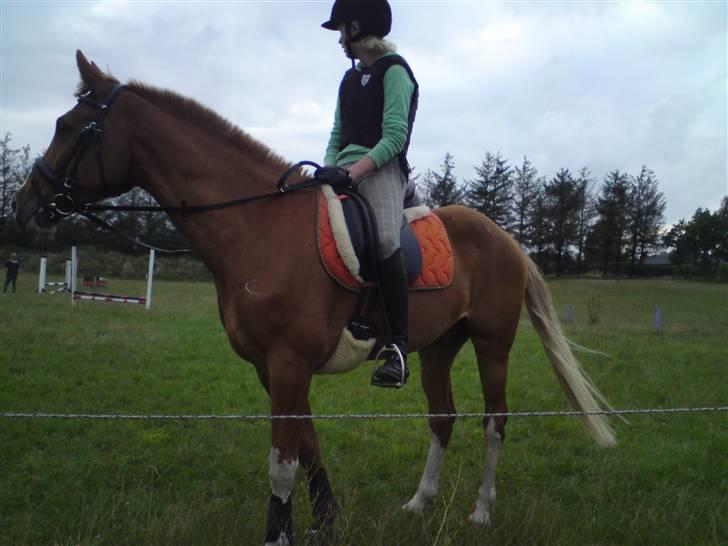 Anden særlig race Shadow "solgt" billede 3