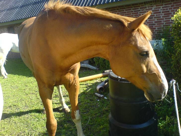 Anden særlig race Shadow "solgt" billede 5