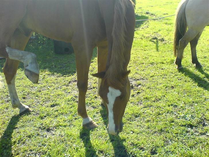 Anden særlig race Shadow "solgt" billede 6