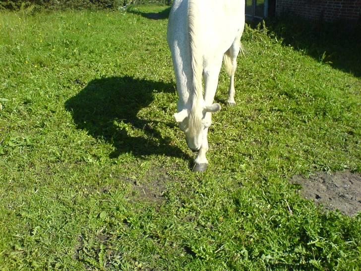 Connemara Balcarno Papeia <3"soglt" billede 19