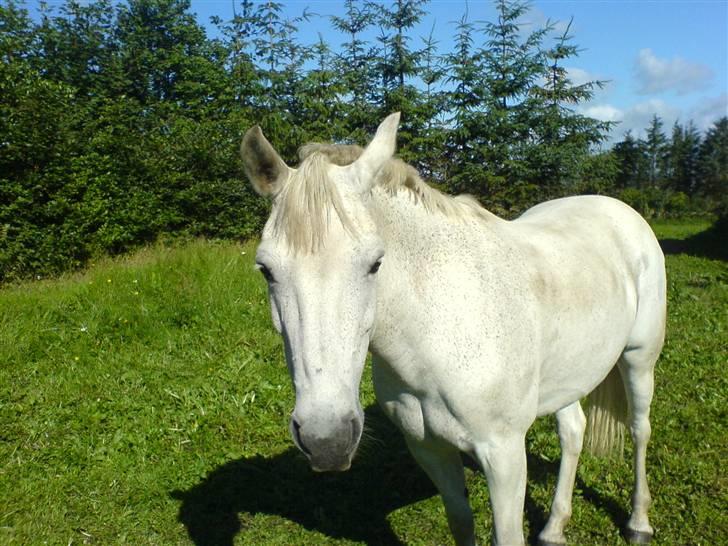 Connemara Balcarno Papeia <3"soglt" billede 20