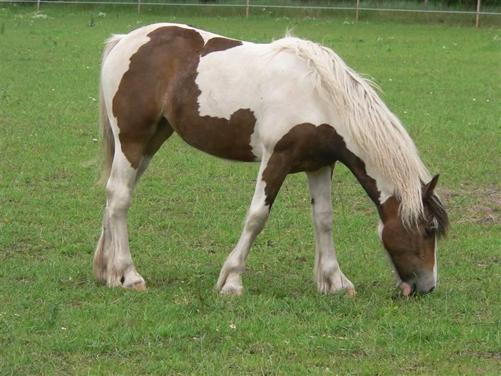 Irish Cob Frydendal's Liothlaith billede 3