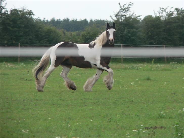 Irish Cob Sweety billede 8