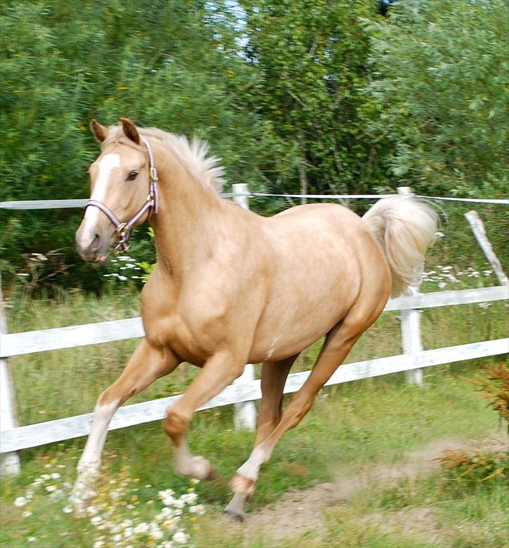 Palomino Lysgaards Manon billede 1