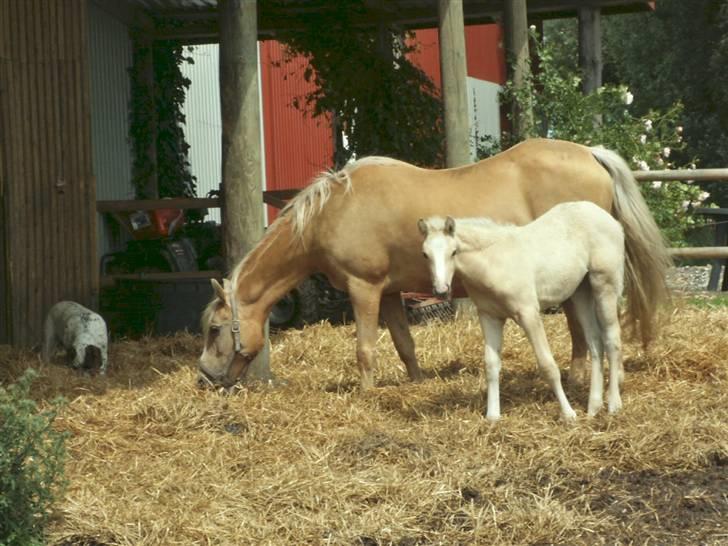 Palomino Lysgaards Manon billede 2