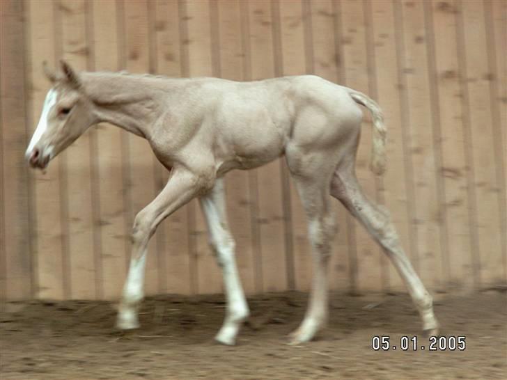 Palomino Lysgaards Manon billede 5