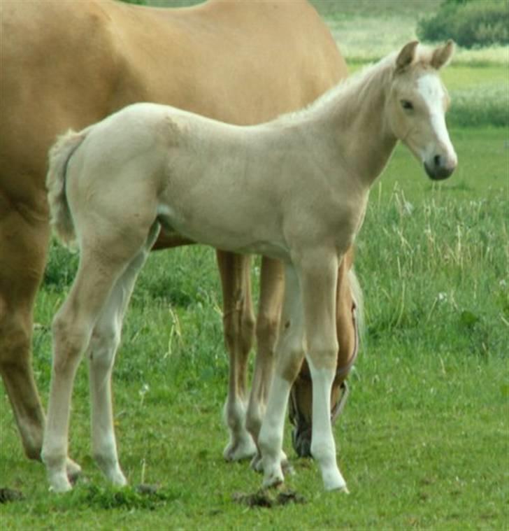 Palomino Lysgaards Manon billede 6