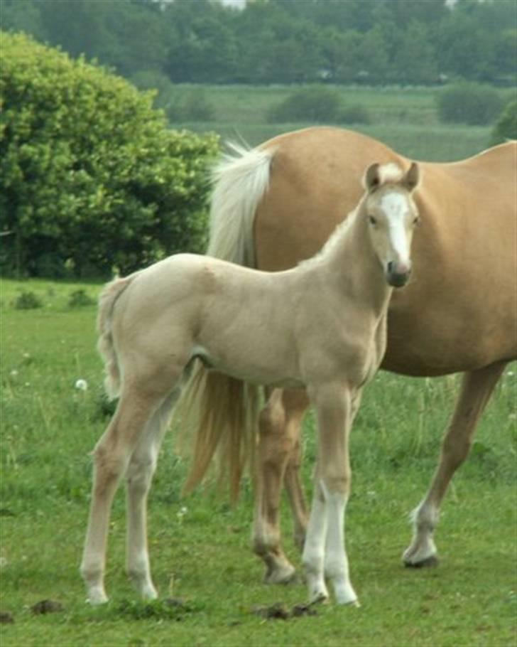 Palomino Lysgaards Manon billede 7