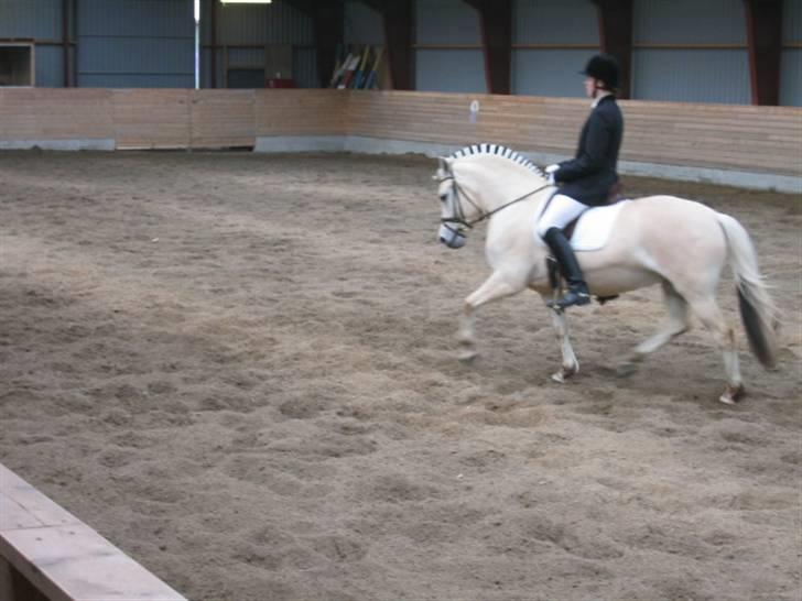 Fjordhest Gielsgaard Krølle billede 8