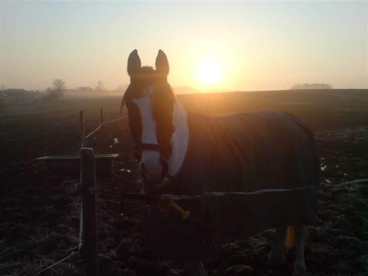 Pinto Ronjas galant - Galant nyder solen :b billede 16