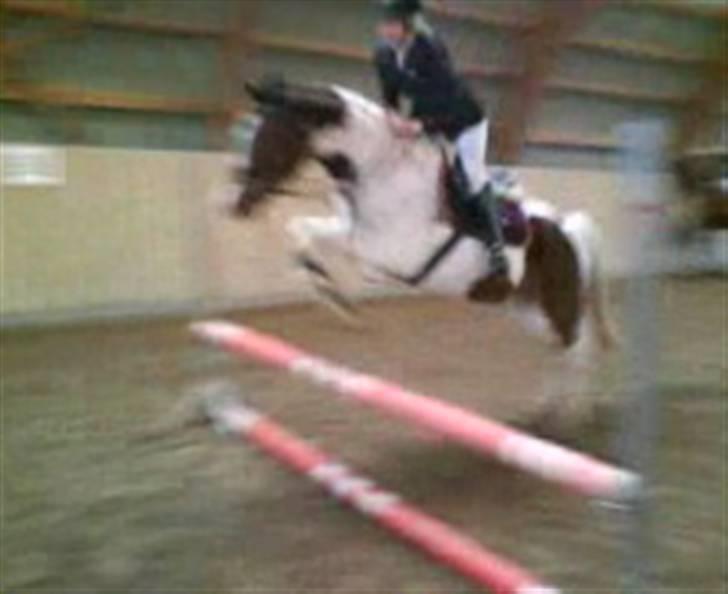 Pinto Ronjas galant - Varmer op til stævne.. undskyld kvalitet!!! billede 17